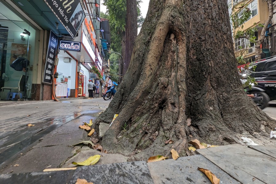 Tận mắt ngắm hàng cây sao đen trăm tuổi trên phố Lò Đúc, Hà Nội