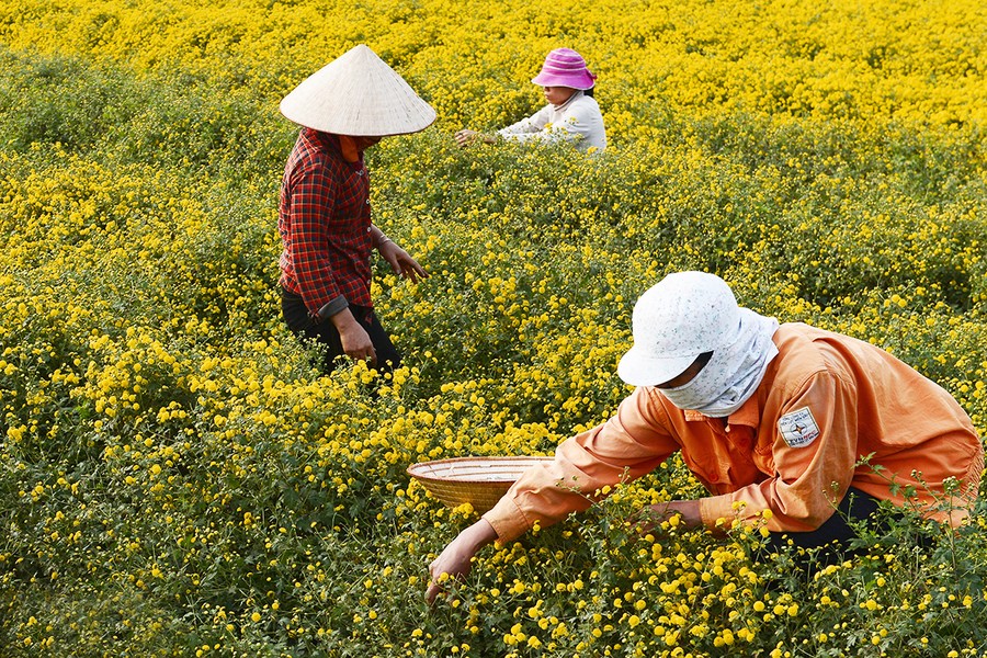 Làng hoa cúc “tiến vua” tất bật chuẩn bị đón Tết