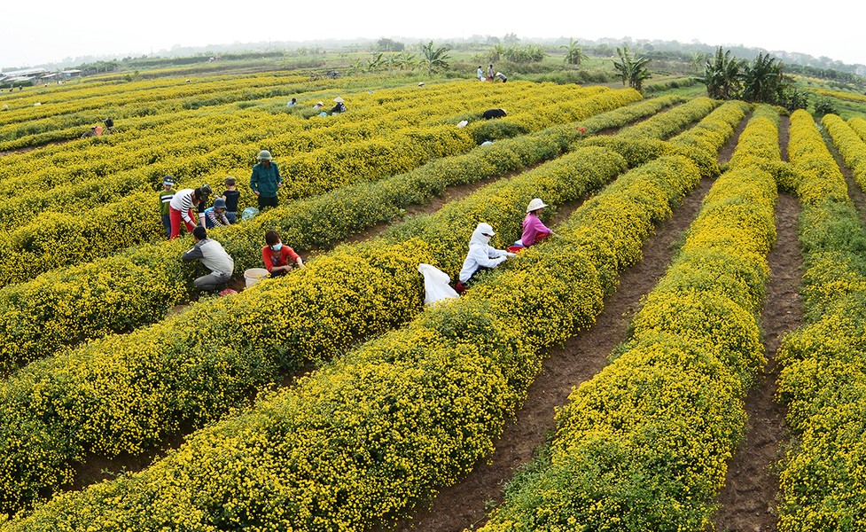 Làng hoa cúc “tiến vua” tất bật chuẩn bị đón Tết