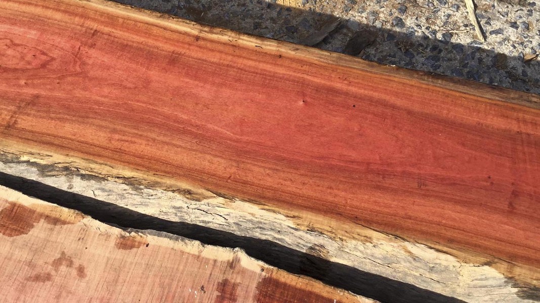 Loại gỗ ví như kim cương, đắt đỏ nhất thế giới