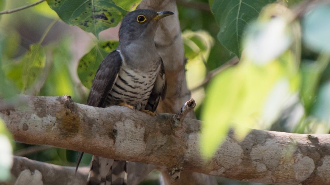 Loài chim có tiếng kêu kỳ lạ nhất Việt Nam