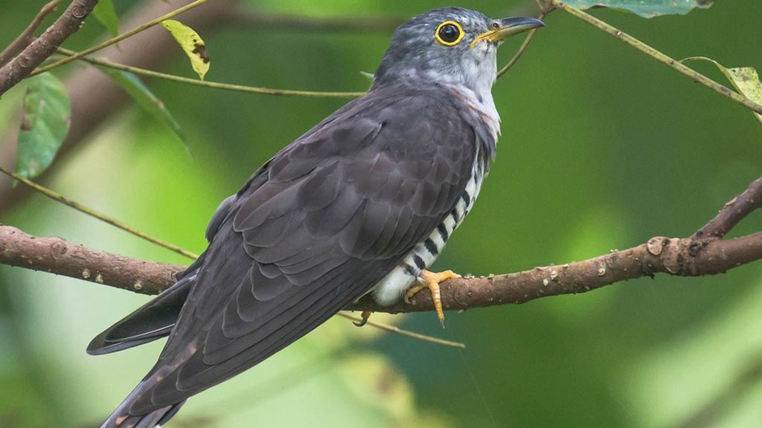 Loài chim có tiếng kêu kỳ lạ nhất Việt Nam