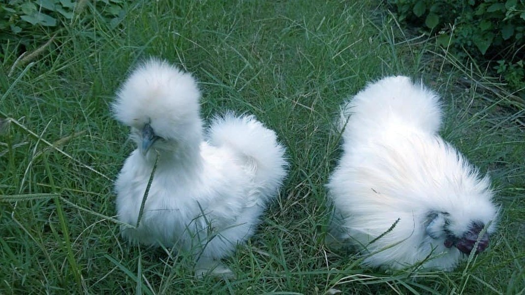 Loài gà quý hiếm ở Việt Nam, lông xù như 