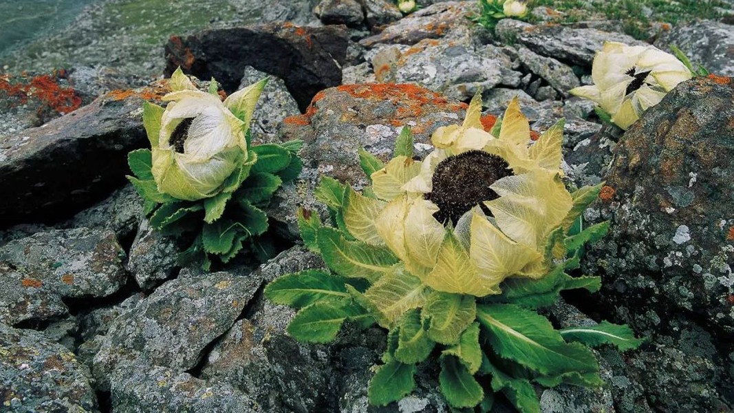 Loài hoa nở trong môi trường khắc nghiệt, có giá hàng trăm triệu đồng/kg