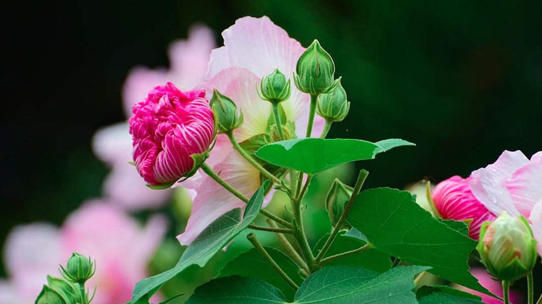 Loài hoa kỳ diệu “bước ra từ truyền thuyết” của Việt Nam, đổi màu ba lần/ngày