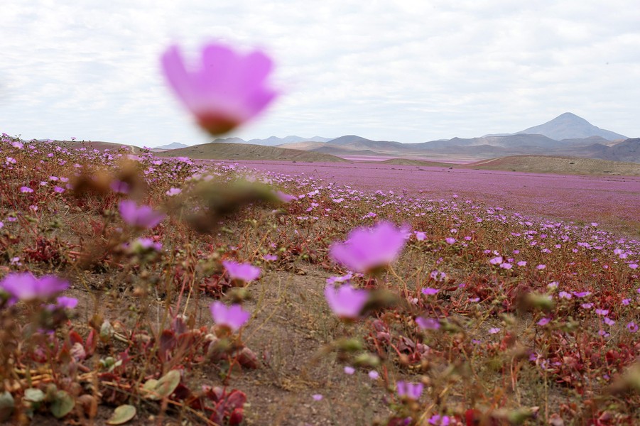 Bí ẩn sa mạc khô cằn trải thảm hoa chỉ sau một cơn mưa