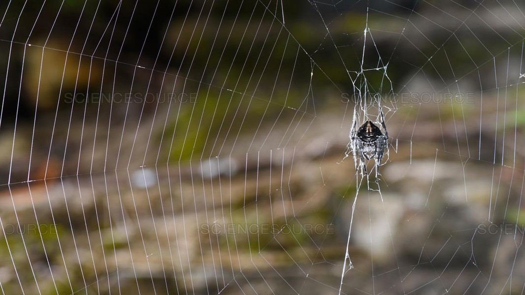 Cận cảnh loài nhện nhả tơ dai gấp 10 lần áo chống đạn
