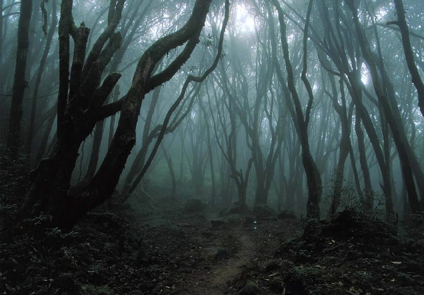 Khu rừng bí ẩn xuất hiện hàng loạt các điều kỳ bí 
