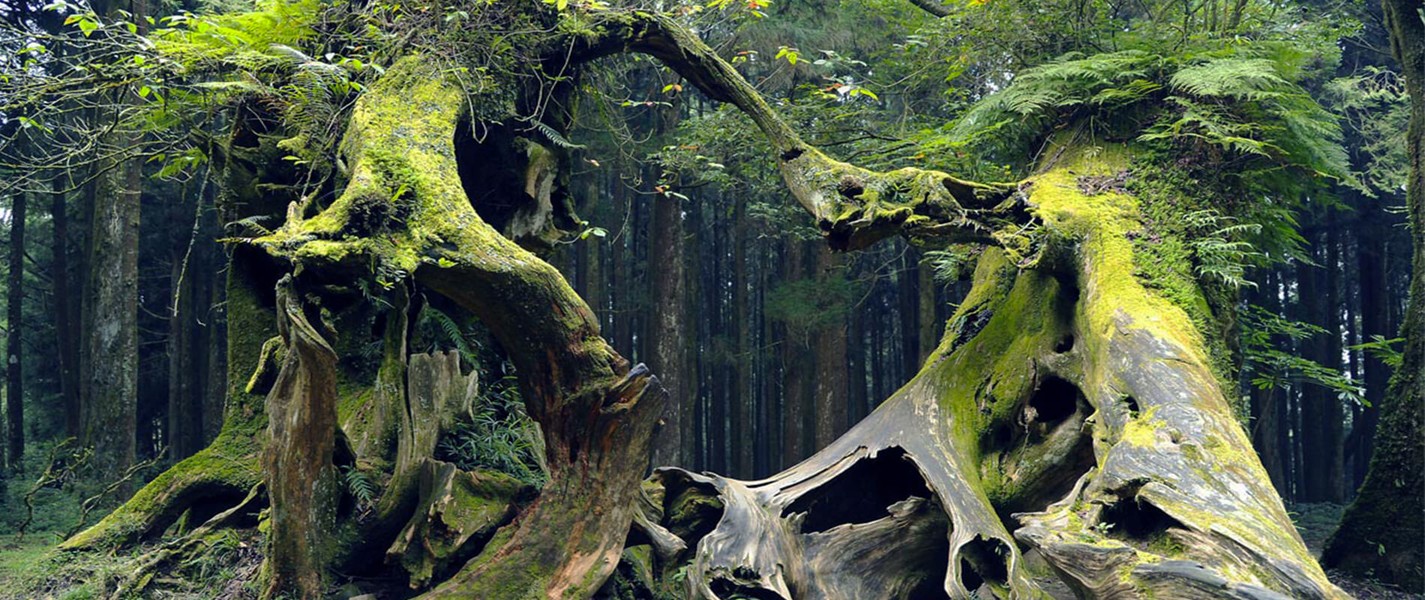 Khu rừng bí ẩn xuất hiện hàng loạt các điều kỳ bí 