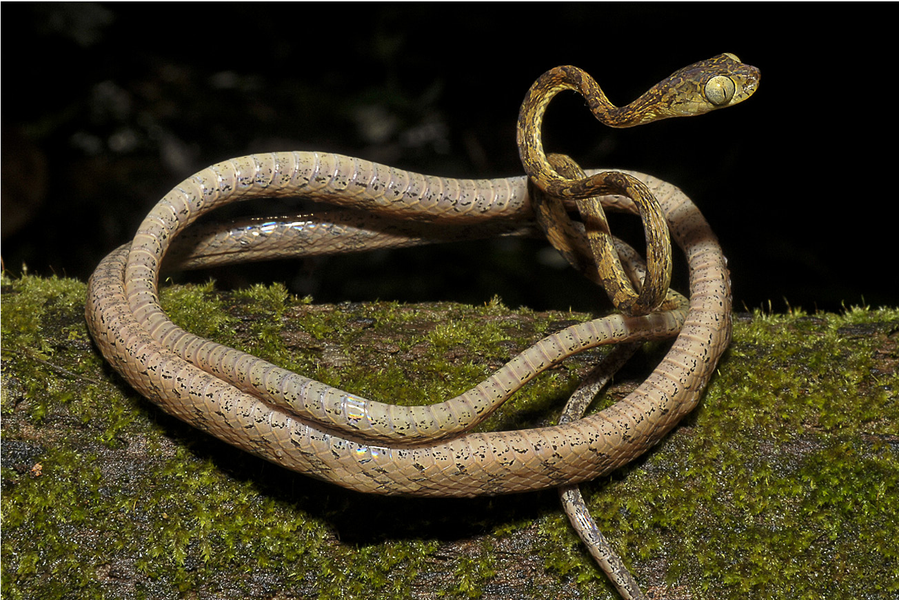 Loài rắn lạ, có khả năng quăng đầu để ''chộp'' mồi