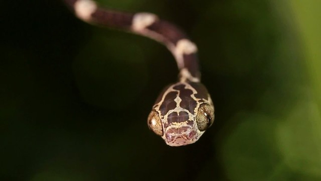 Loài rắn lạ, có khả năng quăng đầu để ''chộp'' mồi