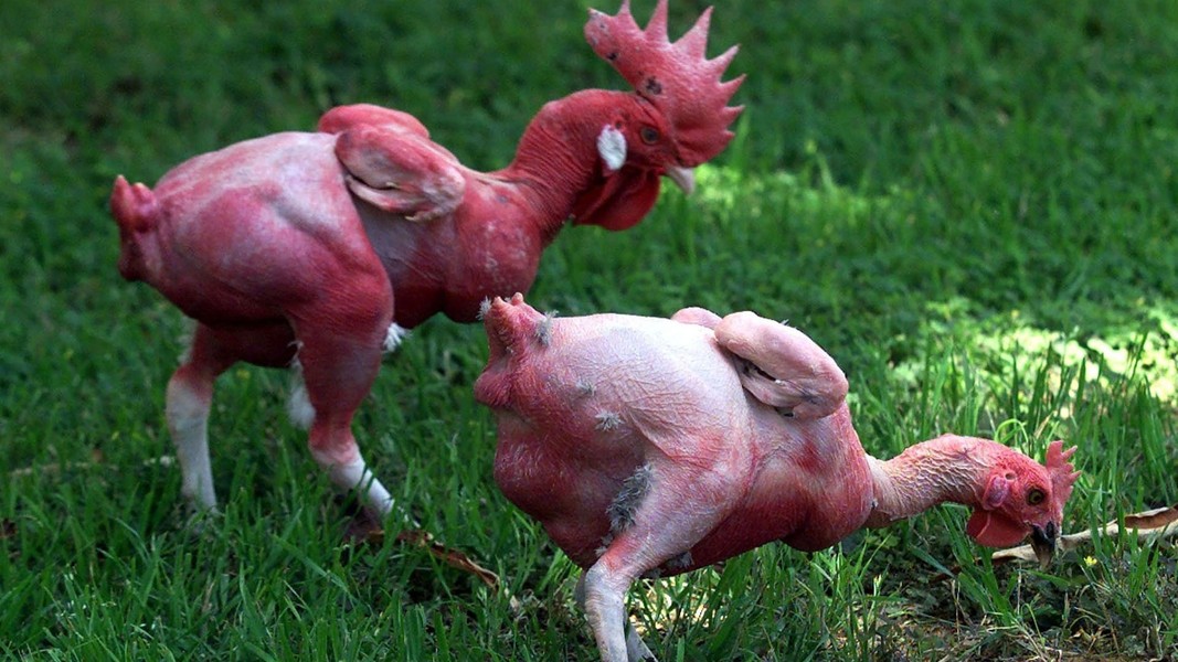 Kỳ quái loài gà không có lông, chỉ có ở Israel