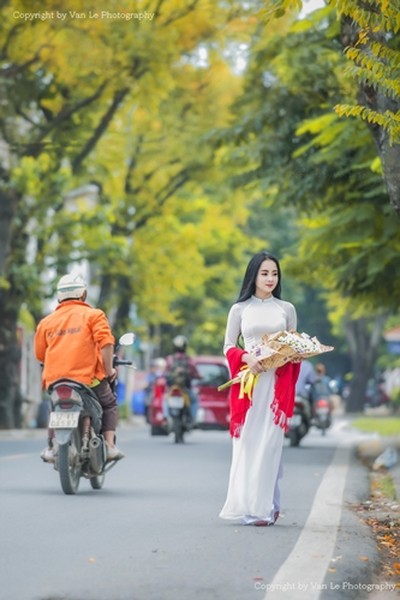 Nao nao ngắm những tán cơm nguội vàng ruộm một góc trời Hà Nội