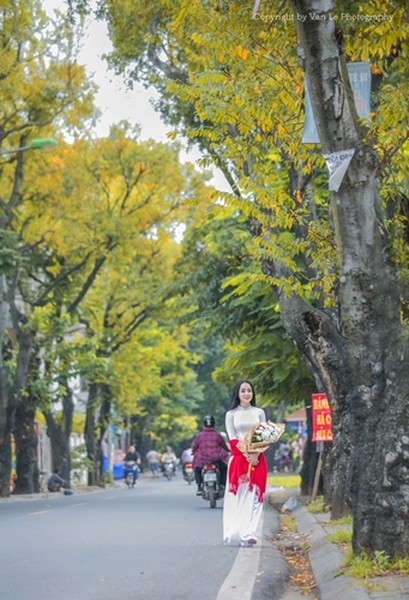 Nao nao ngắm những tán cơm nguội vàng ruộm một góc trời Hà Nội