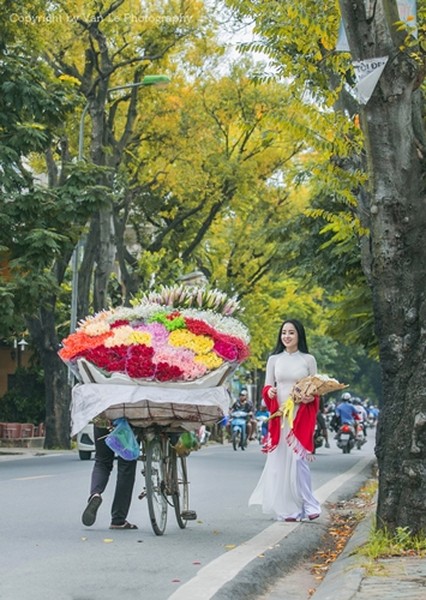 Nao nao ngắm những tán cơm nguội vàng ruộm một góc trời Hà Nội