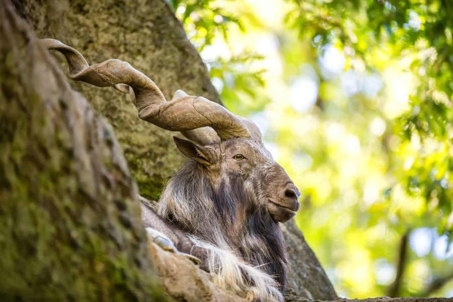 Loài dê núi Markhor sở hữu cặp sừng ấn tượng, có khả năng ăn rắn độc | Báo  điện tử An ninh Thủ đô