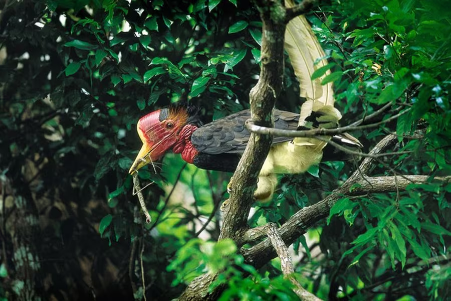 Ngoài sở thích ăn côn trùng, chim Tê điểu còn thích ăn các loại quả, hạt trong rừng. Sau khi ăn, chúng làm vương vãi các loại hạt giống khắp khu rừng, vô tình tạo nên sự đa dạng cho cây rừng, vì thế chúng còn được gọi với danh xưng "nhà nông chăm chỉ của núi rừng".