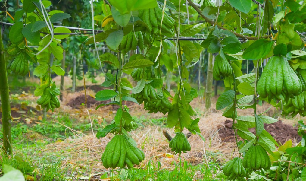 Làng phật thủ Đắc Sở rộn ràng vào vụ Tết Giáp Thìn