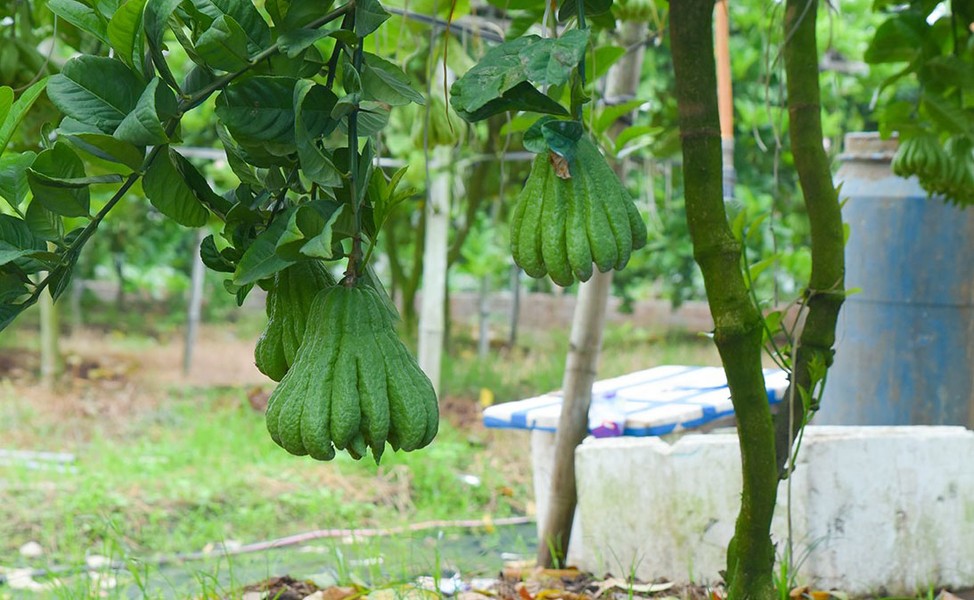 Làng phật thủ Đắc Sở rộn ràng vào vụ Tết Giáp Thìn