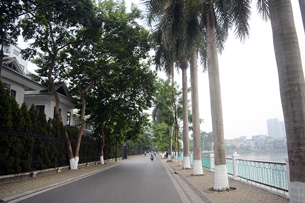 Phố Nguyễn Đình Thi với hàng cau vua thẳng tắp