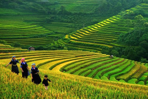 Những cung đường "săn ảnh" ruộng bậc thang mùa vàng ảnh 4