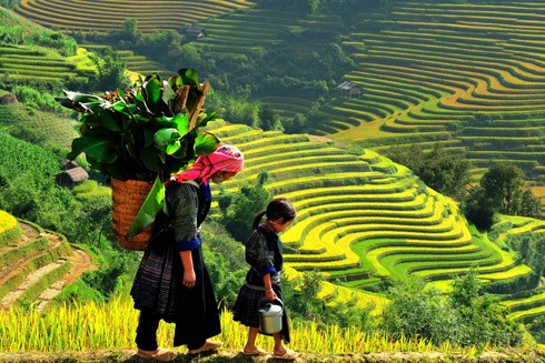 Những cung đường "săn ảnh" ruộng bậc thang mùa vàng ảnh 2