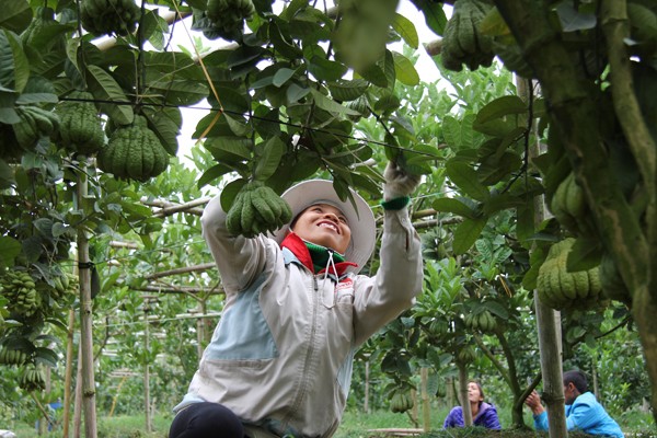 Những vườn phật thủ sẵn sàng đón tết ảnh 3