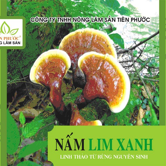 Nấm lim xanh rừng Tiên Phước có tác dụng chữa bệnh gì? ảnh 6