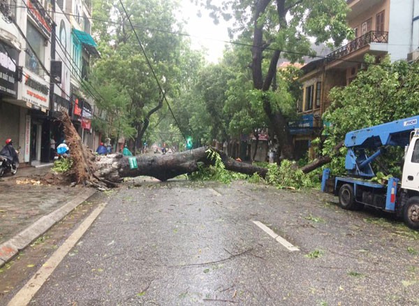 Nhiều cây to đổ ngang giữa đường, khiến các phương tiện giao thông không thể đi lại.