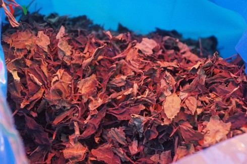 Lá Khat được cho là có mức độ nguy hiểm hơn ma túy đá gấp nhiều lần và độc hại hơn các loại ma túy thông thường gấp 500 lần.