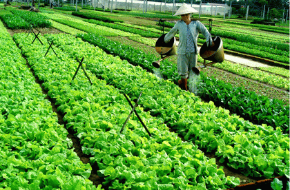55 triệu USD hỗ trợ người thu nhập thấp ảnh 1