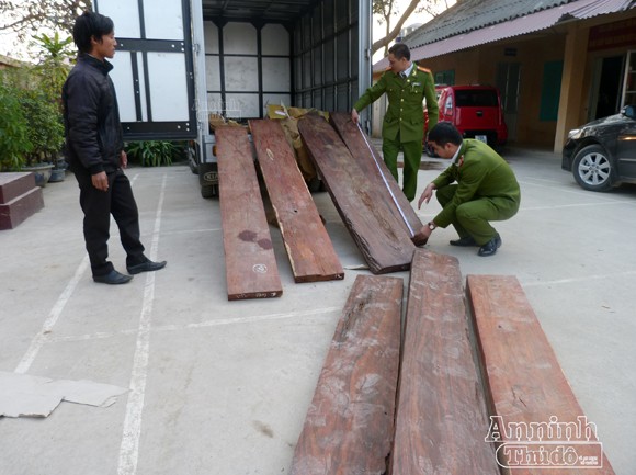 Gỗ lậu tiền tỷ lại "về" sân bay Nội Bài ảnh 1