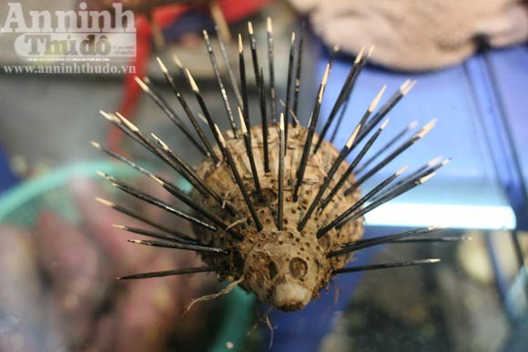 Tìm về Hàng Mã lựa quà Trung thu ảnh 12