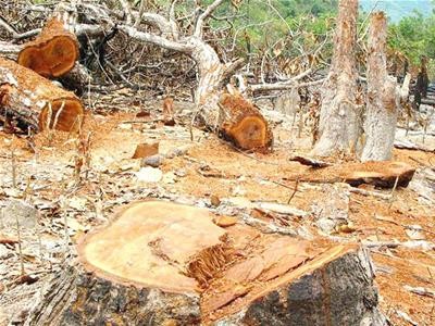 Thú chơi nhà sàn gỗ cổ: Phá rừng và làm nghèo bản sắc văn hóa ảnh 2