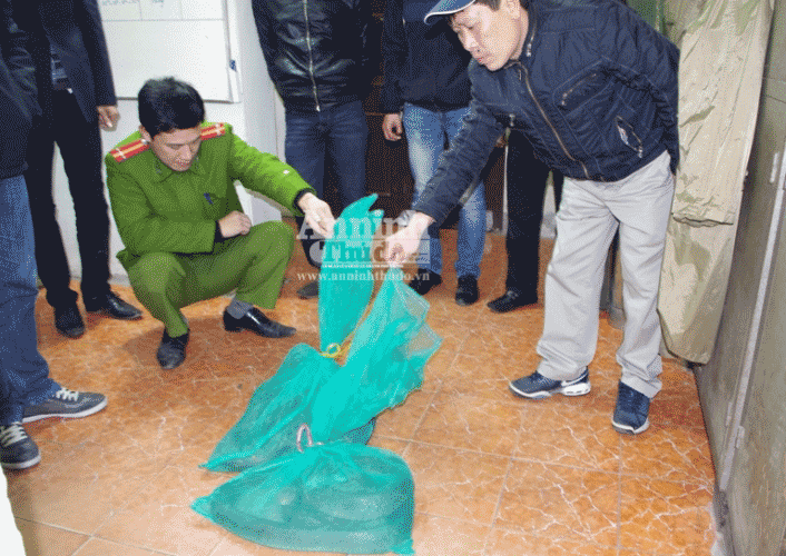 Phát hiện 2 cá thể rắn hổ mang chúa hơn 10 kg "đi taxi" ảnh 2