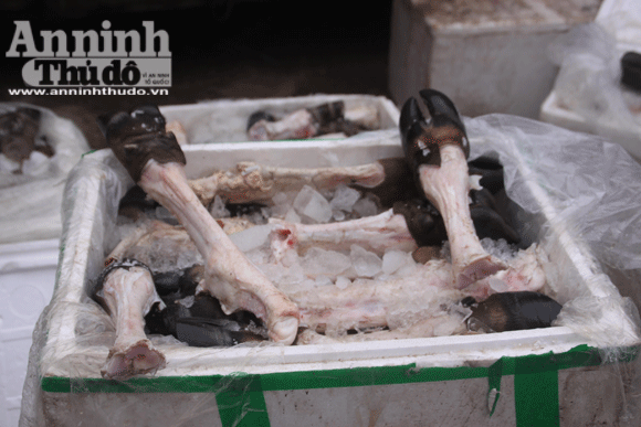 Xe khách vận chuyển 1,1 tấn chân trâu bò thối ảnh 3