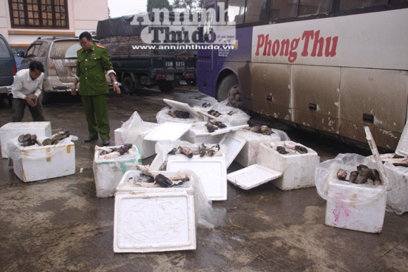 Xe khách vận chuyển 1,1 tấn chân trâu bò thối ảnh 4
