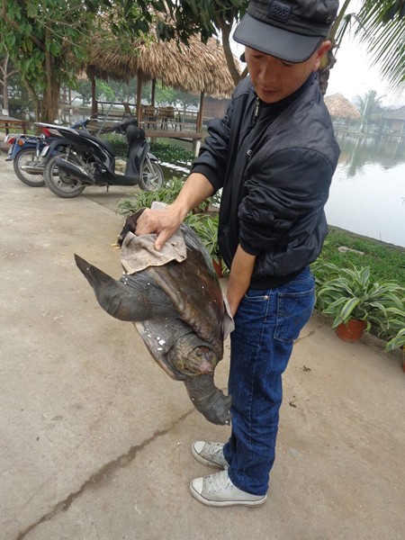 Bắt được con Cua Đinh khổng lồ ngay tại Hà Nội ảnh 4
