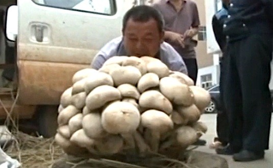 Phát hiện cây nấm khủng nặng 15 kg ảnh 1