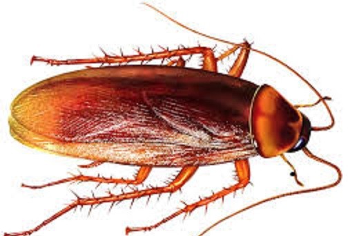 Gián dài 2cm “quậy” trong tai ảnh 1