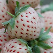 Lê lai táo độc đáo chuẩn bị ra thị trường ảnh 2