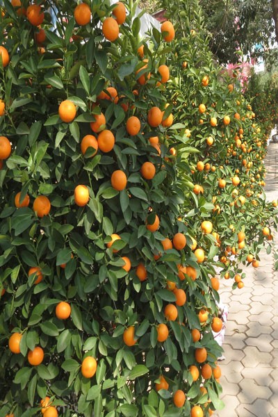 Đào quất vắng khách ngày giáp Tết ảnh 1