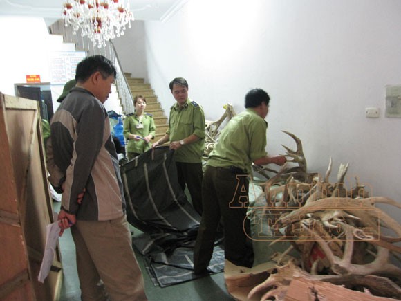 Phát hiện sừng hươu giấu trong thùng đựng hoa quả ảnh 1