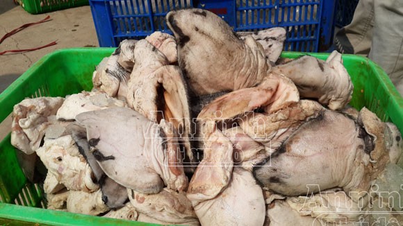 Phát hiện xe ô tải chở tai lợn "bốc mùi", chạy trên phố ảnh 3