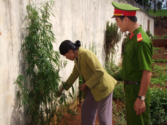Khởi tố đối tượng trồng cây cần sa xen lẫn cà phê ảnh 1