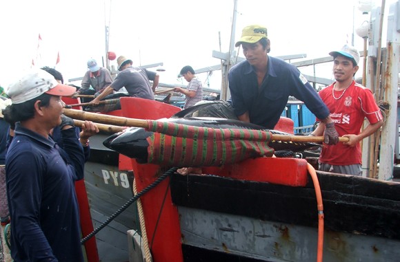 Liên kết từ 20-30 chủ tàu khai thác cá ngừ theo chuỗi giá trị ảnh 2