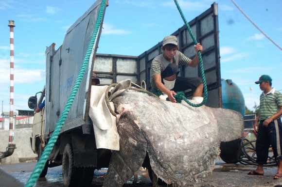 Cá mặt trăng nặng hơn 500kg mắc lưới ngư dân ảnh 2