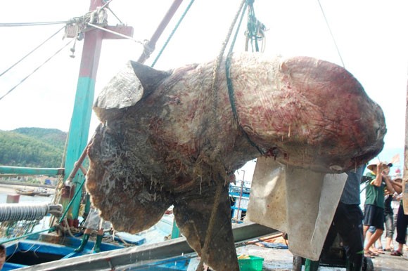 Cá mặt trăng nặng hơn 500kg mắc lưới ngư dân ảnh 1