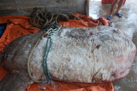 Cá mặt trăng nặng hơn 500kg mắc lưới ngư dân ảnh 3