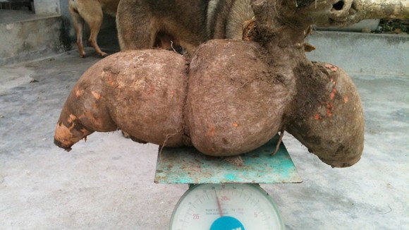 Củ sắn nặng gần 30 kg ảnh 1